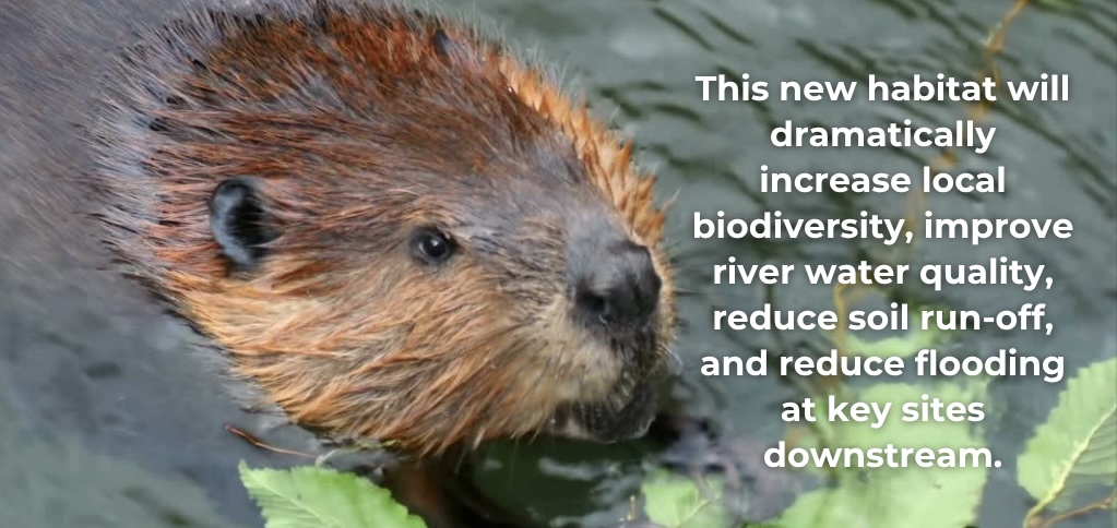 WEBSITE SLIDERS - Washfield Wetland - 3